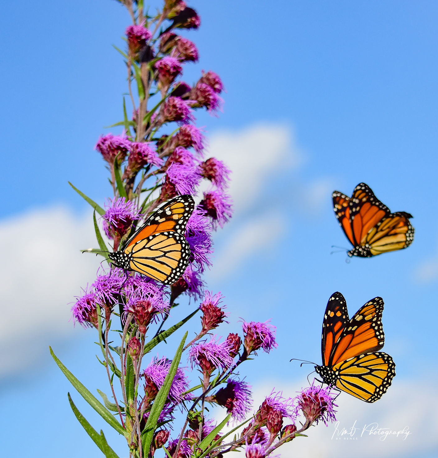 Monarch